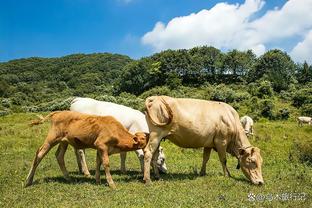 德转更新英超身价：哈兰德1.8亿欧榜首，前十曼城阿森纳各占4席